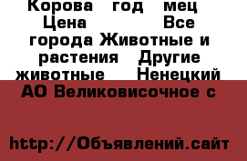 Корова 1 год 4 мец › Цена ­ 27 000 - Все города Животные и растения » Другие животные   . Ненецкий АО,Великовисочное с.